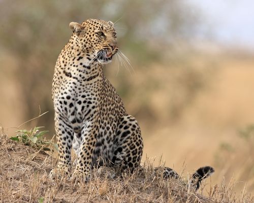  OL PEJETA CONSERVANCY  - Image 3